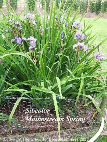 25 sibcolor Mainestream Spring